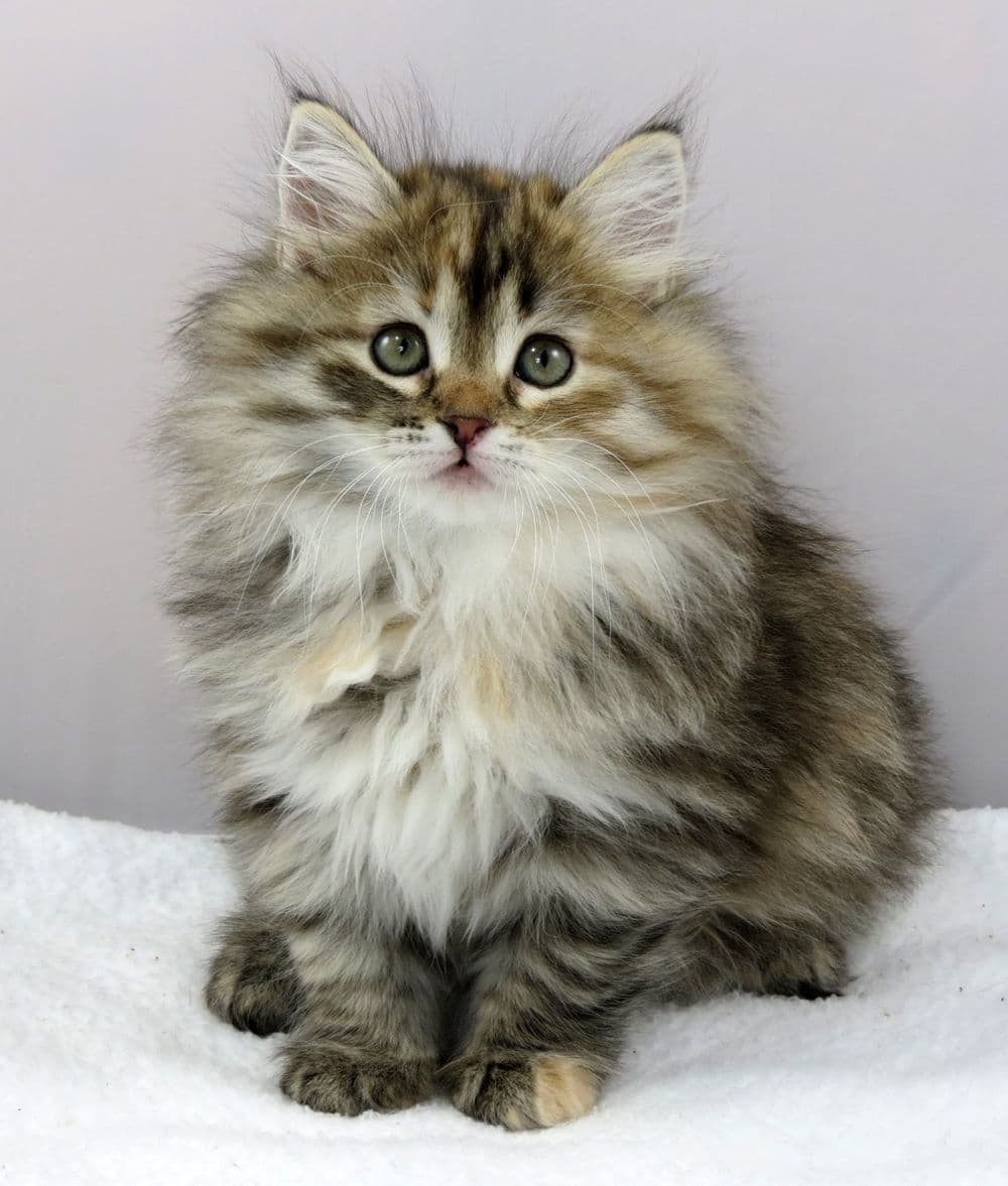 Siberian