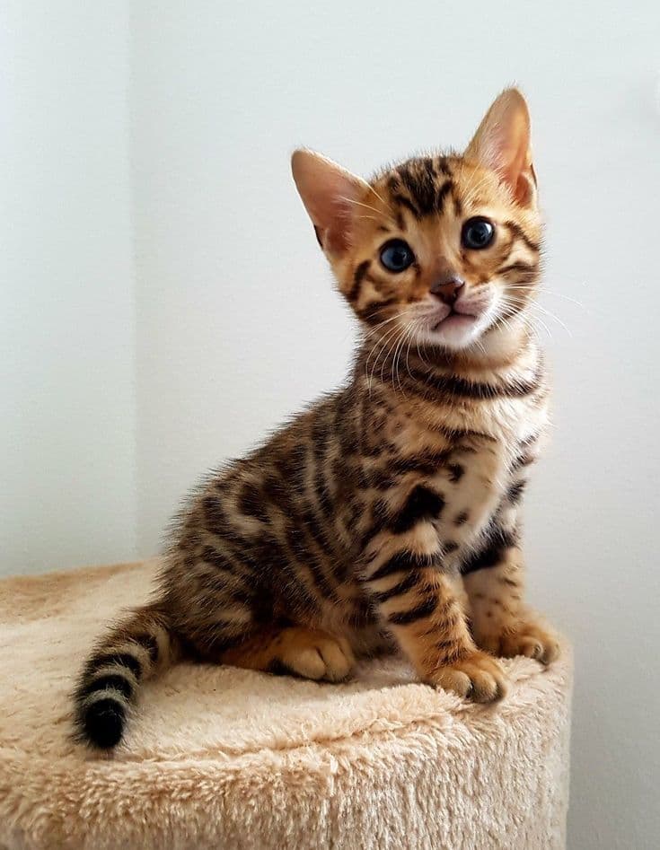 Bengal kitten sitting proudly