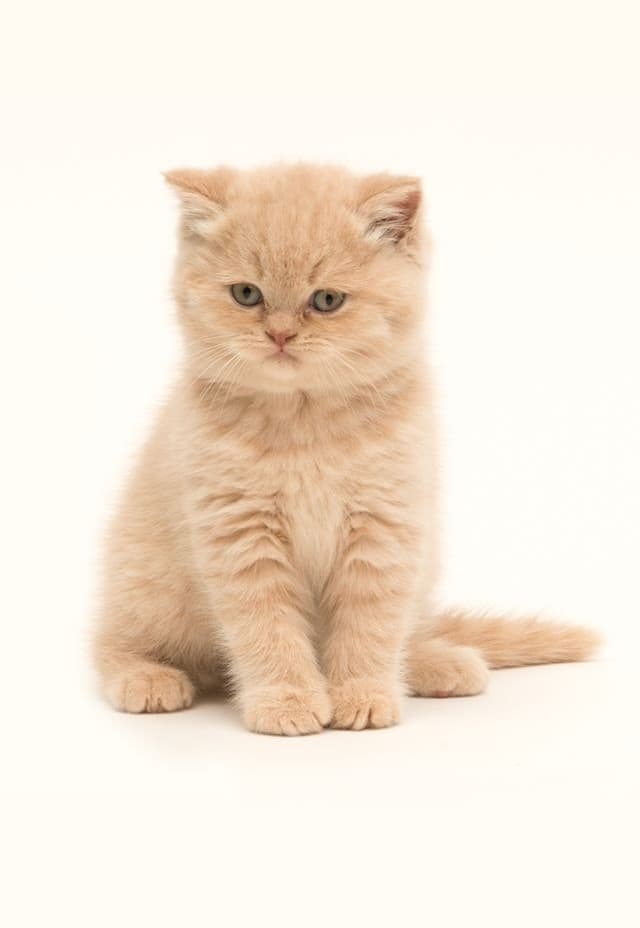 Cream kitten studio portrait