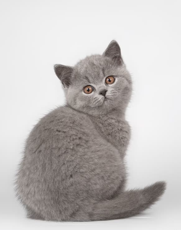 Grey kitten looking back over its shoulder