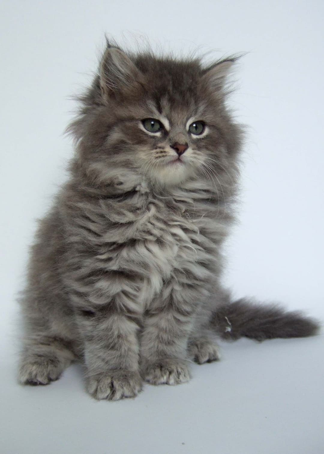 Fluffy grey kitten portrait