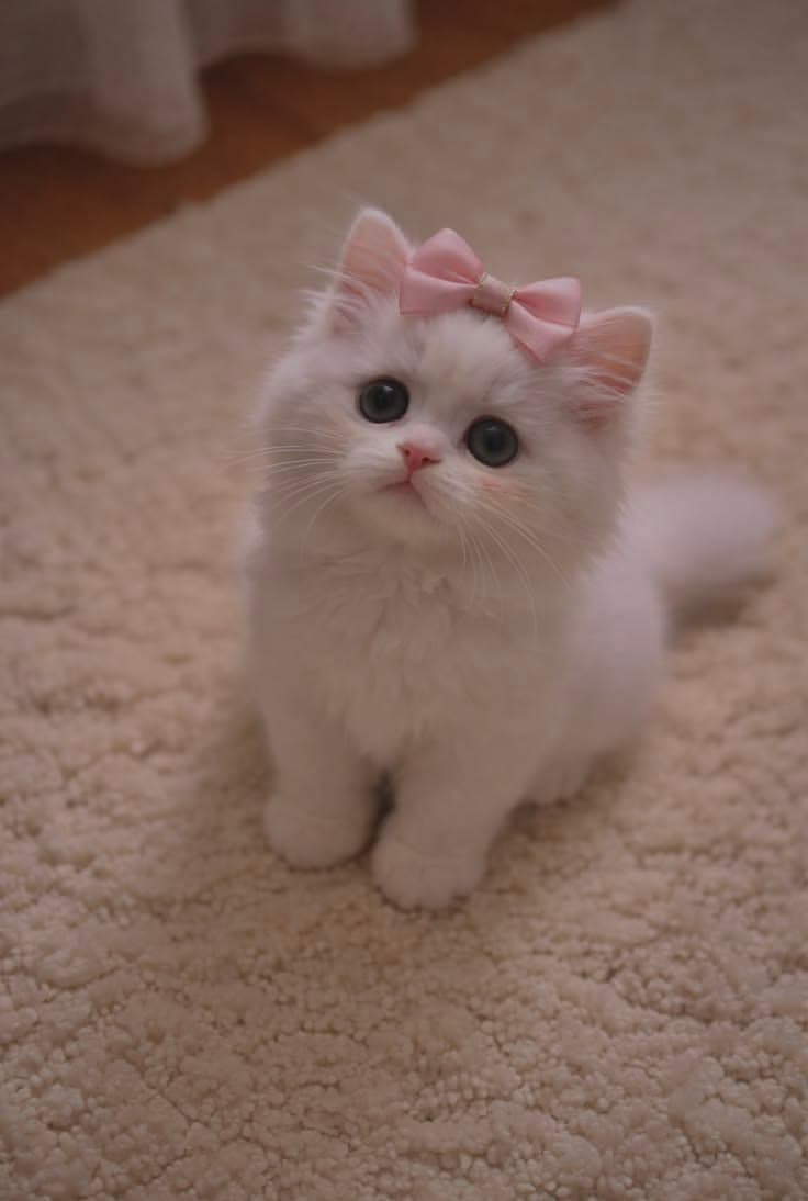 Kitten with a pink bow looking up