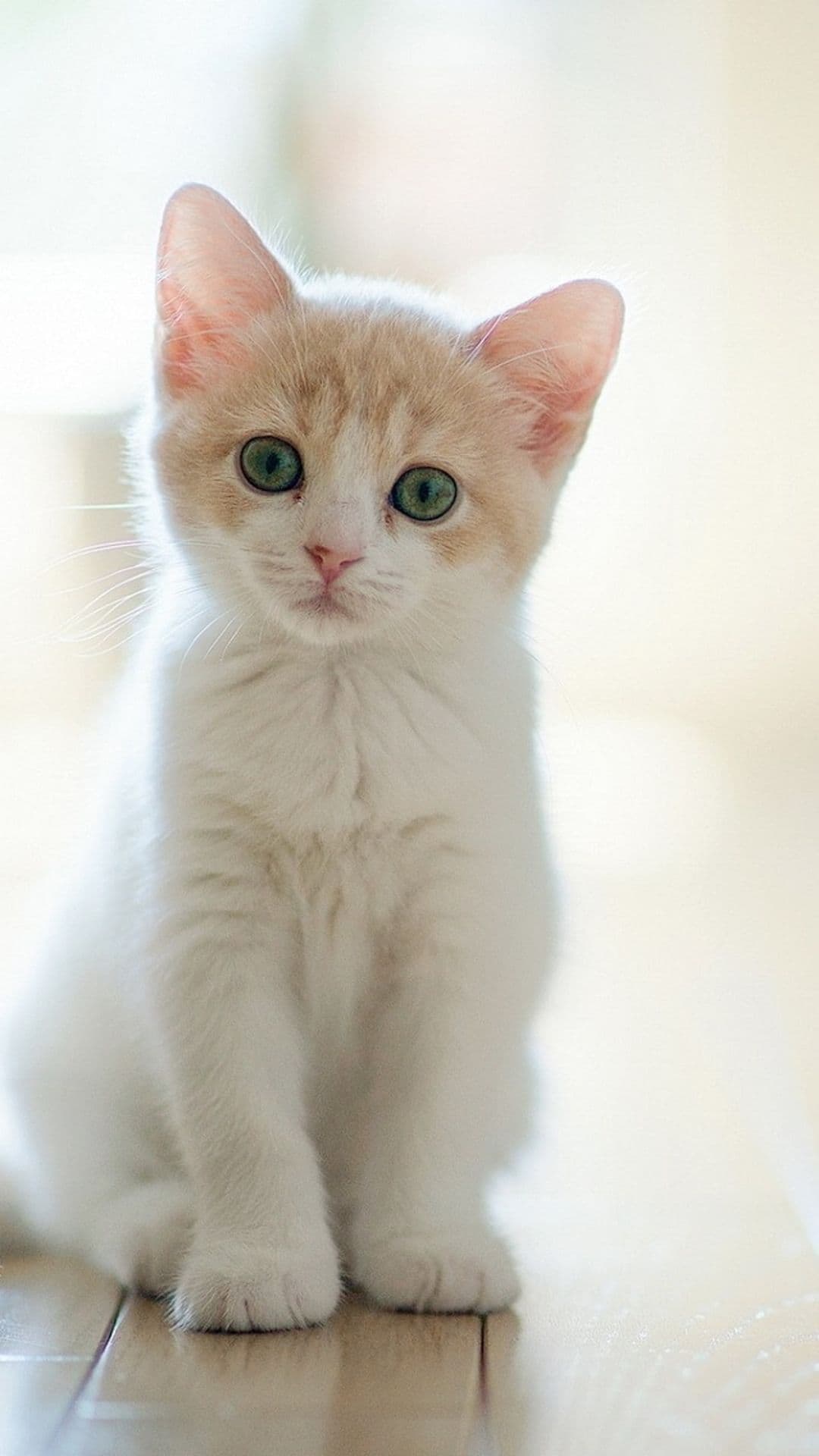 Kitten portrait on a soft background