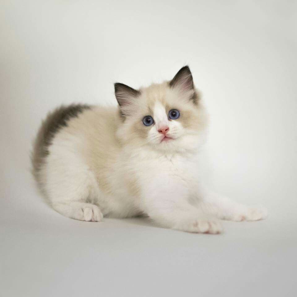 Kitten resting in a soft studio shot