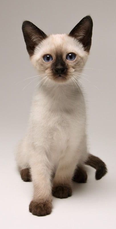 Siamese kitten portrait