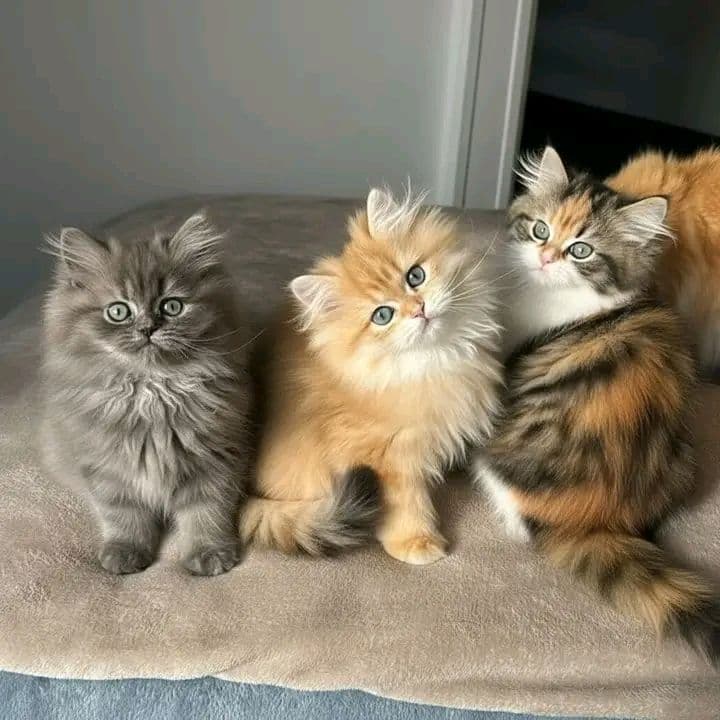 Litter of kittens playing together
