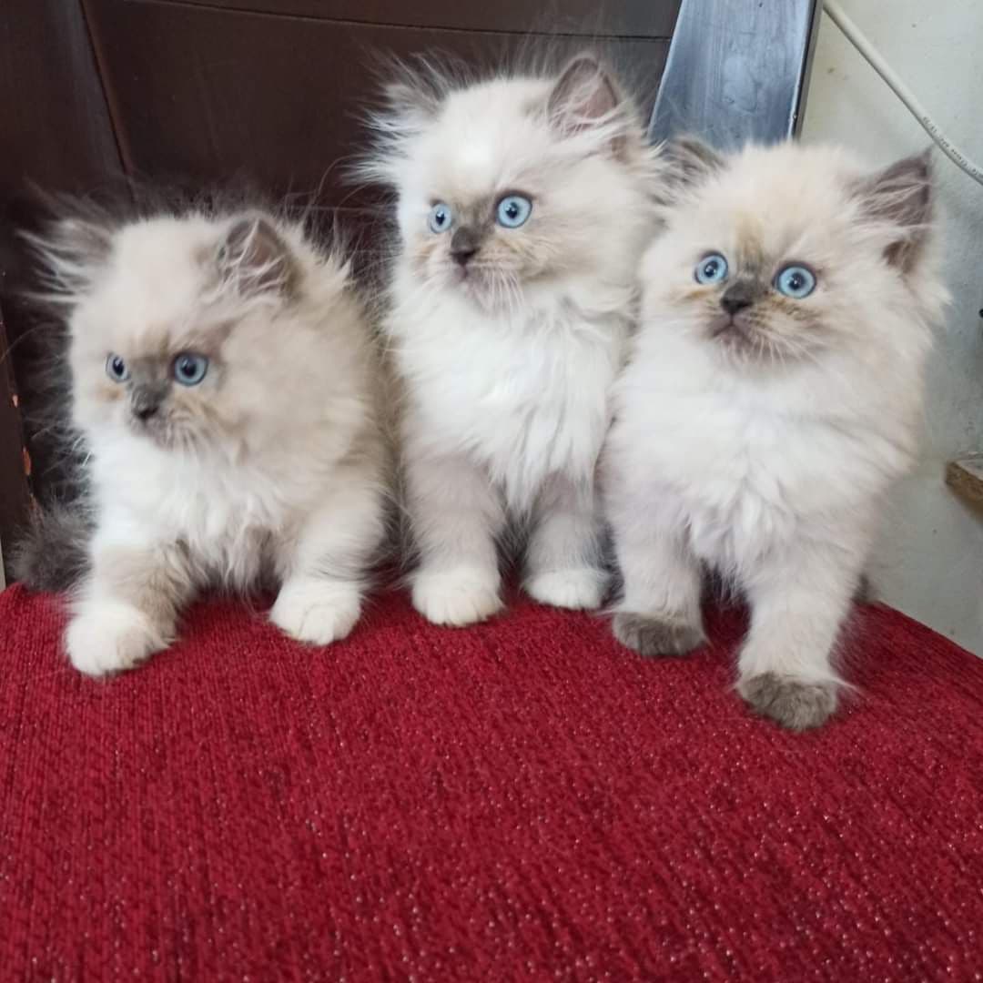 Three blue-eyed kittens together
