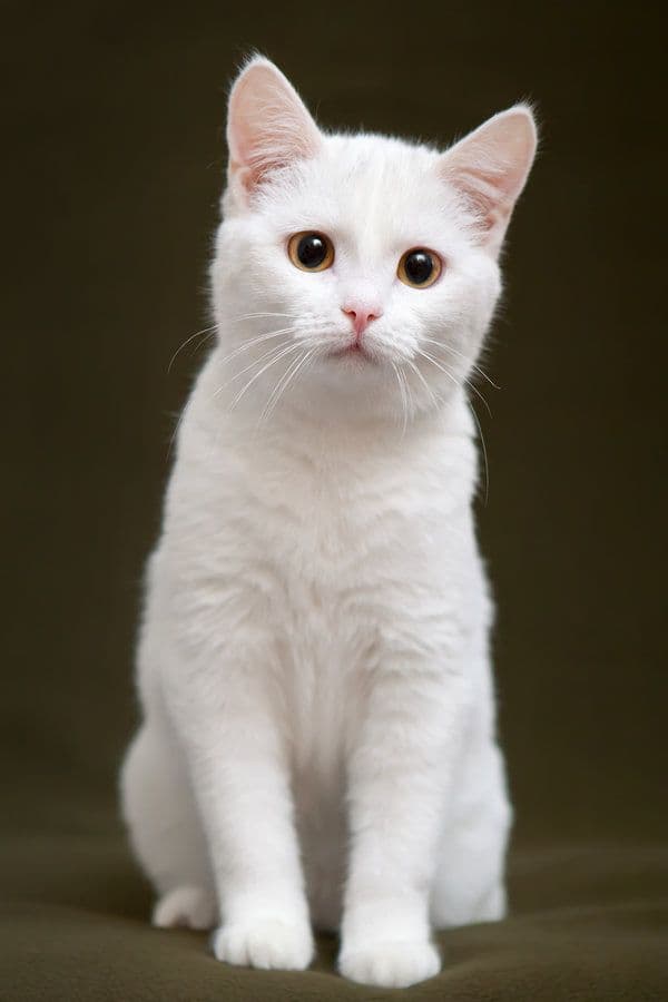 Elegant white cat portrait